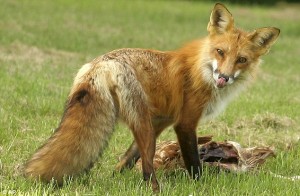 Hello, I am a picture of Football Fox.